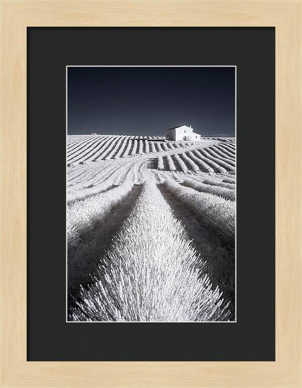 Morning Light Over Lavender Fields