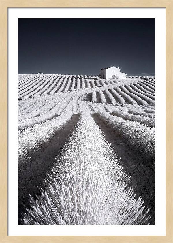 Morning Light Over Lavender Fields