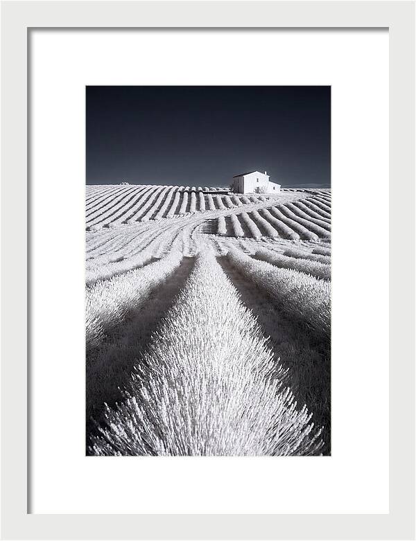 Morning Light Over Lavender Fields
