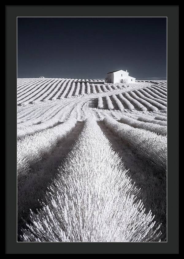 Morning Light Over Lavender Fields