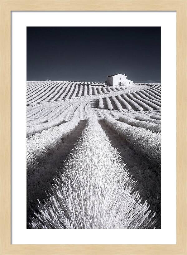Morning Light Over Lavender Fields