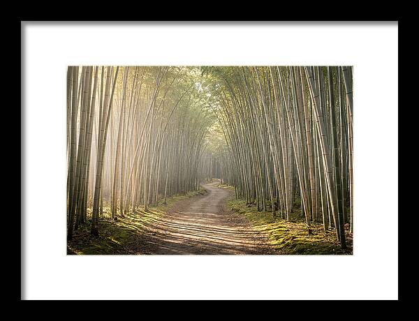 Morning Light Through Bamboo