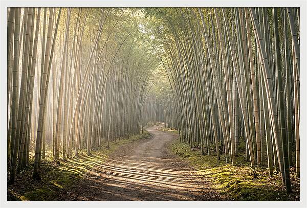 Morning Light Through Bamboo