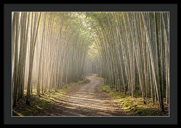 Morning Light Through Bamboo