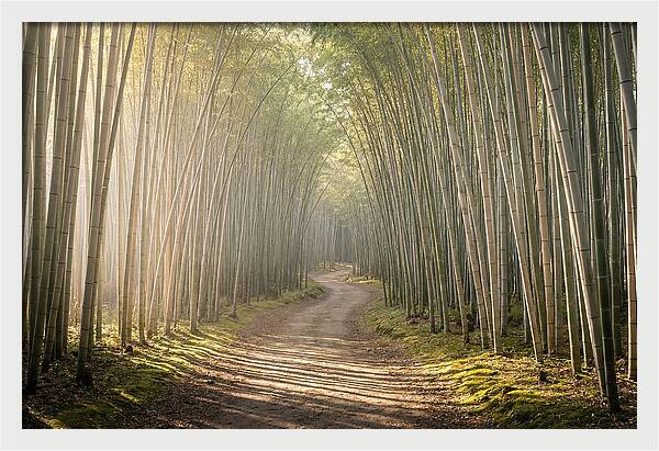 Morning Light Through Bamboo