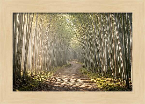 Morning Light Through Bamboo