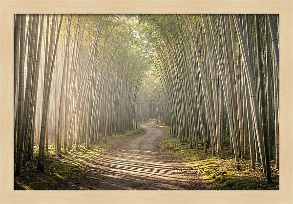 Morning Light Through Bamboo