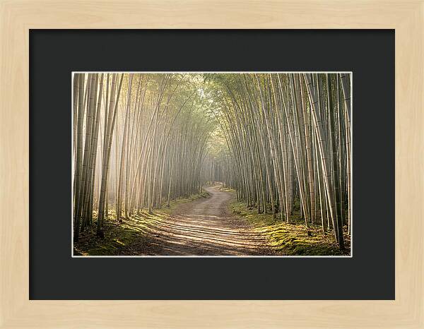 Morning Light Through Bamboo
