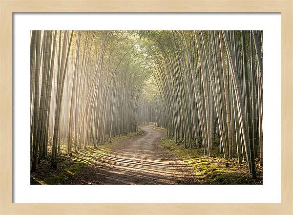 Morning Light Through Bamboo