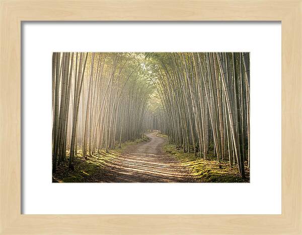 Morning Light Through Bamboo
