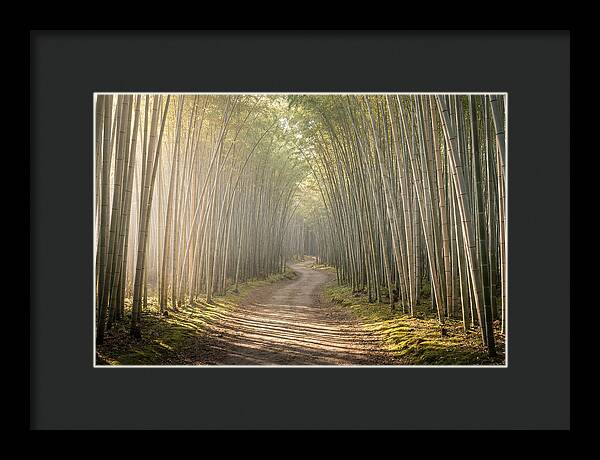 Morning Light Through Bamboo