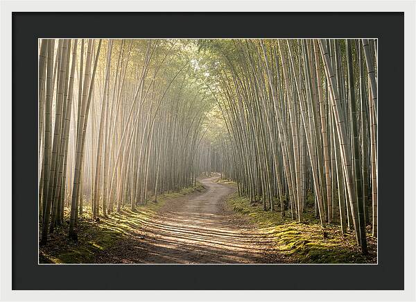 Morning Light Through Bamboo