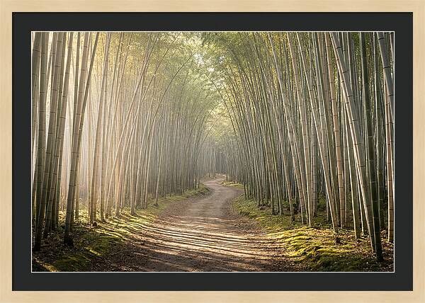 Morning Light Through Bamboo