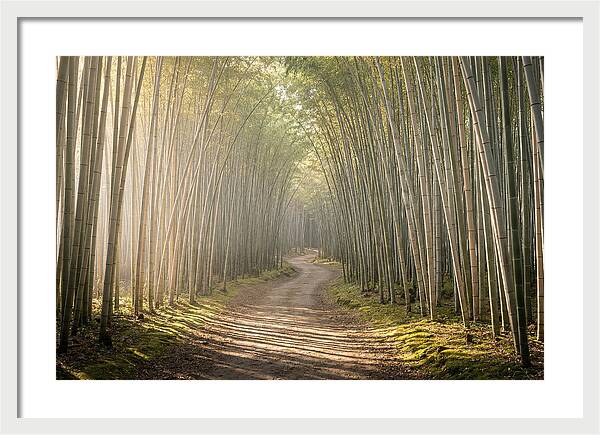 Morning Light Through Bamboo