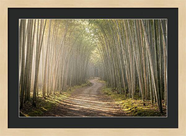 Morning Light Through Bamboo