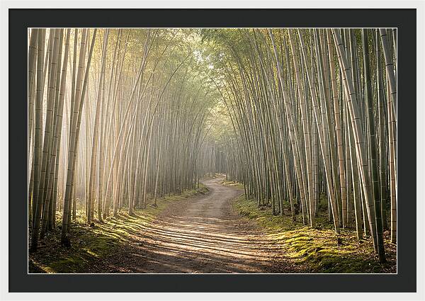 Morning Light Through Bamboo