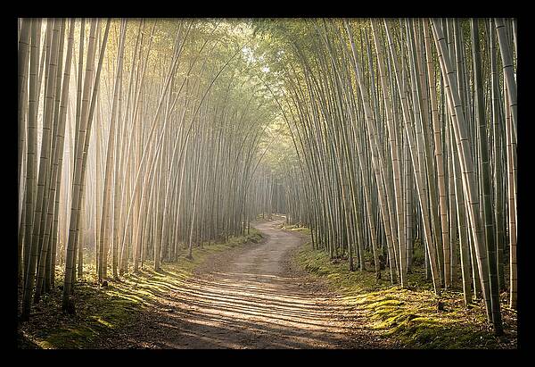 Morning Light Through Bamboo