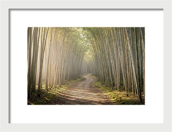Morning Light Through Bamboo