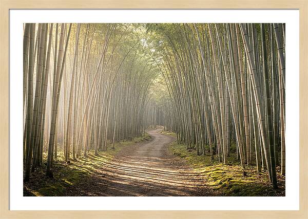 Morning Light Through Bamboo