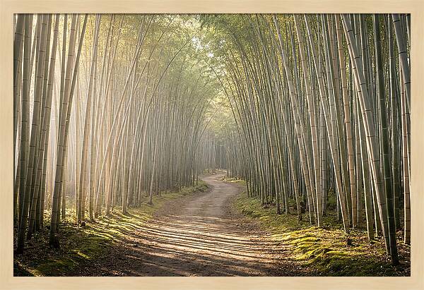 Morning Light Through Bamboo
