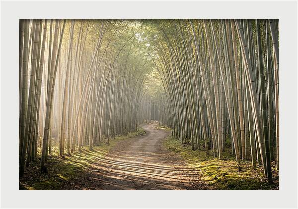 Morning Light Through Bamboo