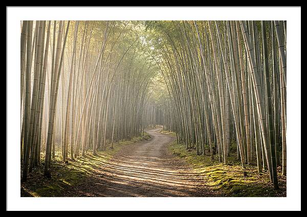 Morning Light Through Bamboo