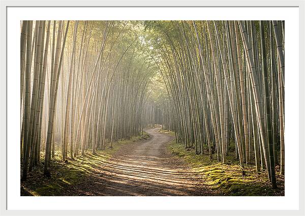Morning Light Through Bamboo