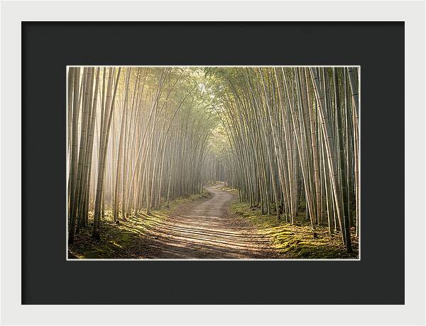 Morning Light Through Bamboo