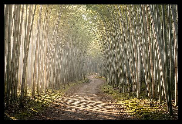 Morning Light Through Bamboo