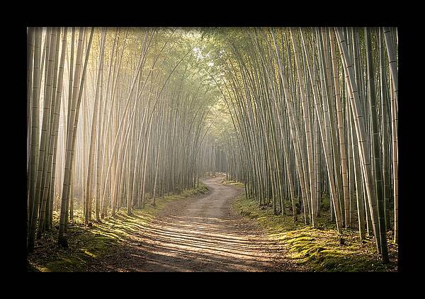 Morning Light Through Bamboo