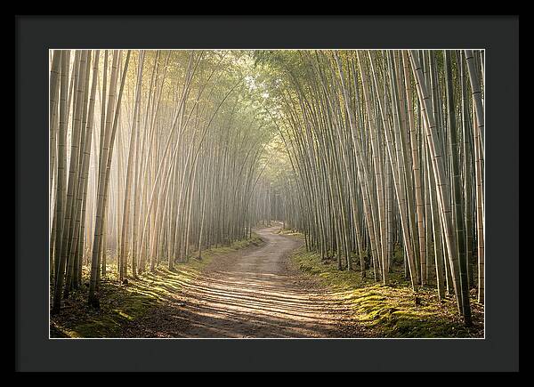 Morning Light Through Bamboo