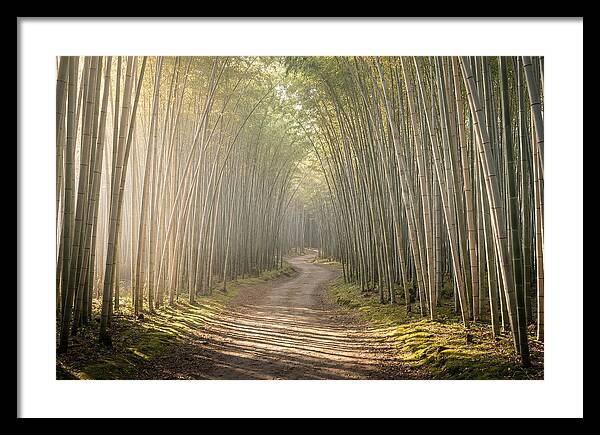 Morning Light Through Bamboo