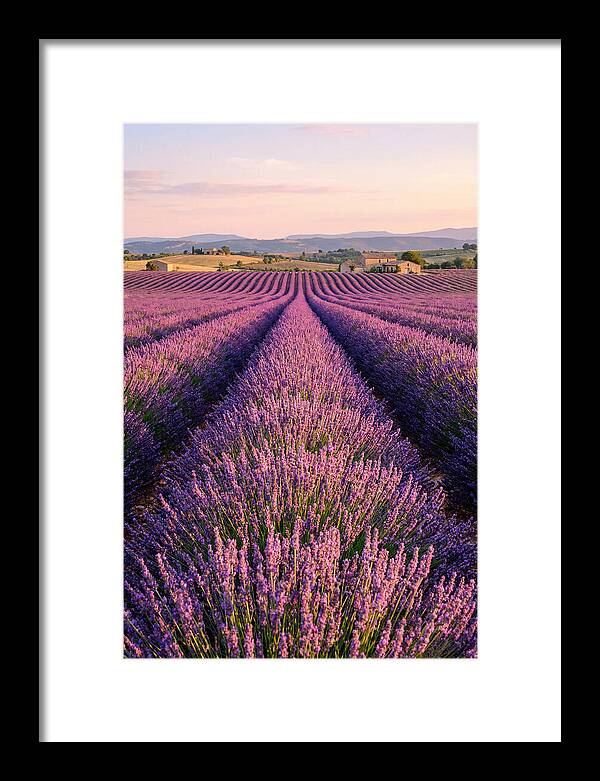 Morning Serenity In Lavender Fields