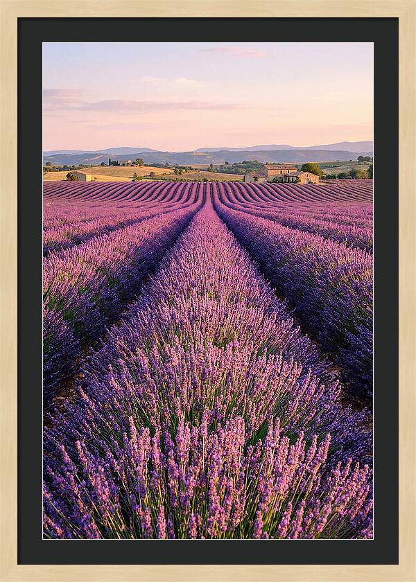 Morning Serenity In Lavender Fields