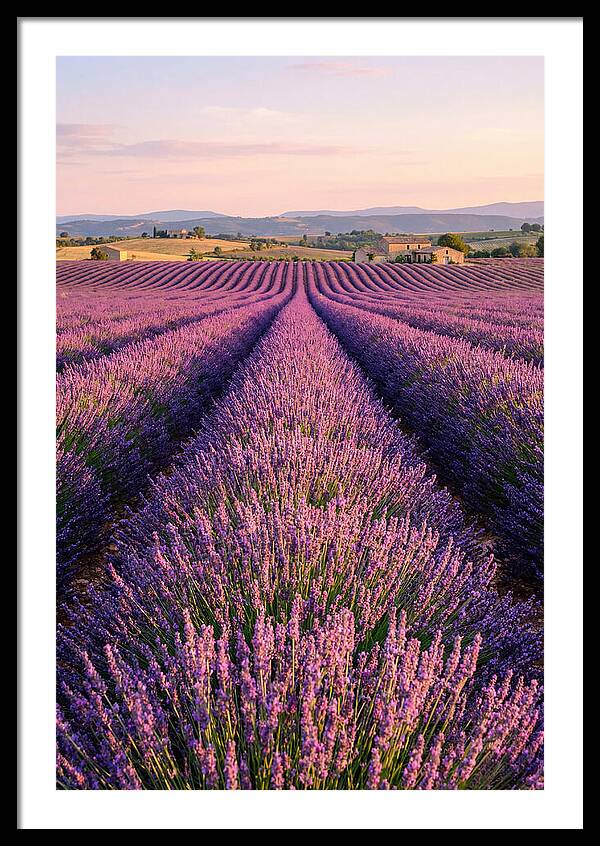 Morning Serenity In Lavender Fields