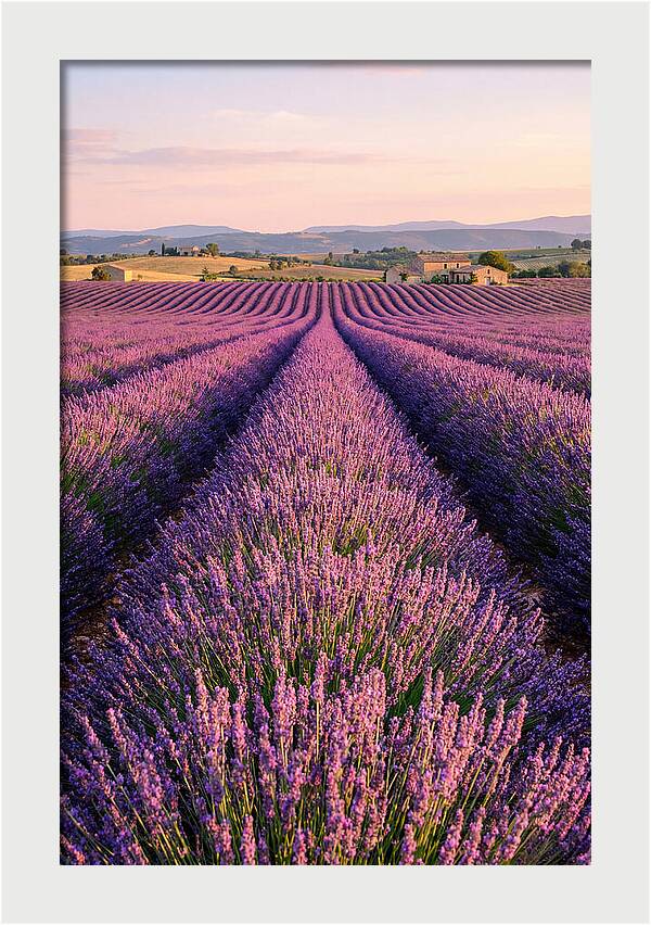 Morning Serenity In Lavender Fields