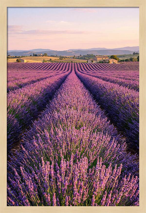 Morning Serenity In Lavender Fields