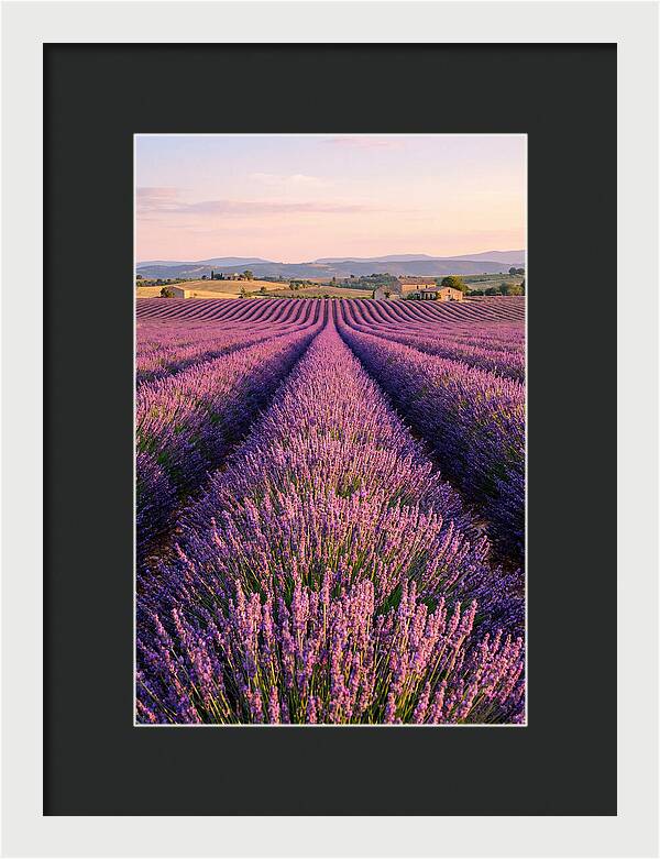 Morning Serenity In Lavender Fields