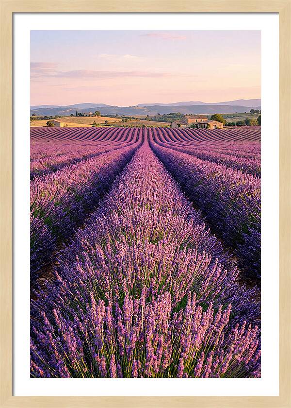 Morning Serenity In Lavender Fields