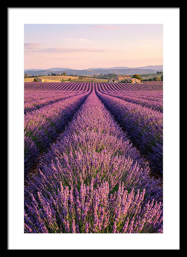 Morning Serenity In Lavender Fields