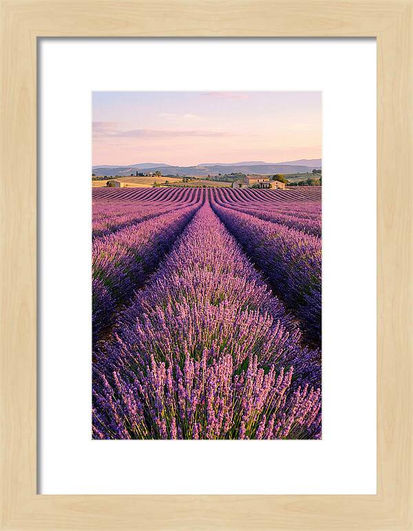 Morning Serenity In Lavender Fields