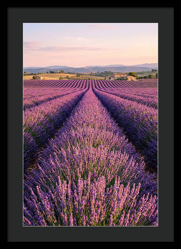 Morning Serenity In Lavender Fields