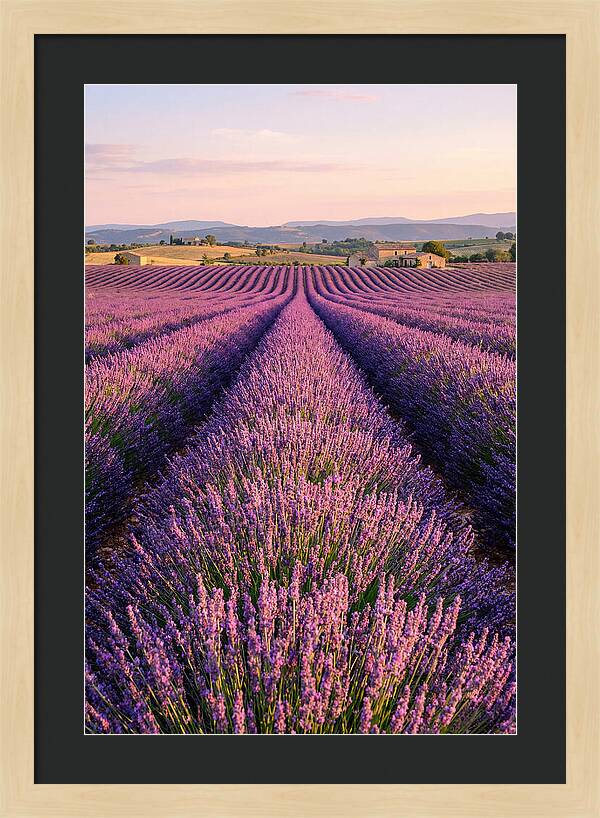 Morning Serenity In Lavender Fields