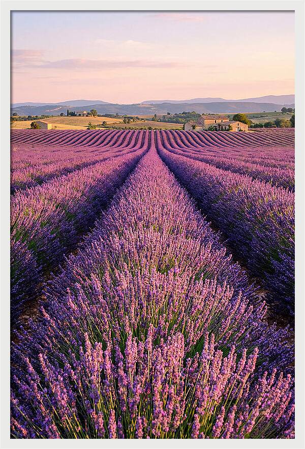 Morning Serenity In Lavender Fields