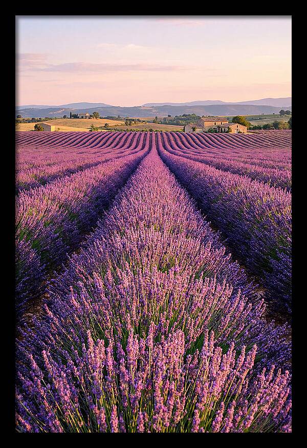 Morning Serenity In Lavender Fields