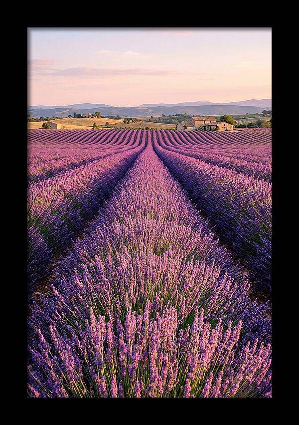 Morning Serenity In Lavender Fields