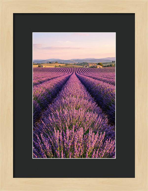 Morning Serenity In Lavender Fields