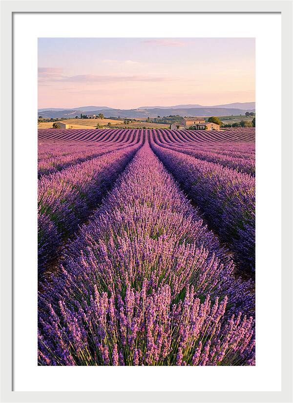 Morning Serenity In Lavender Fields