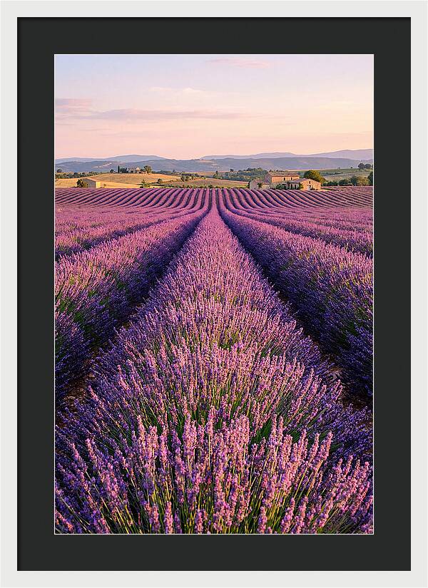 Morning Serenity In Lavender Fields