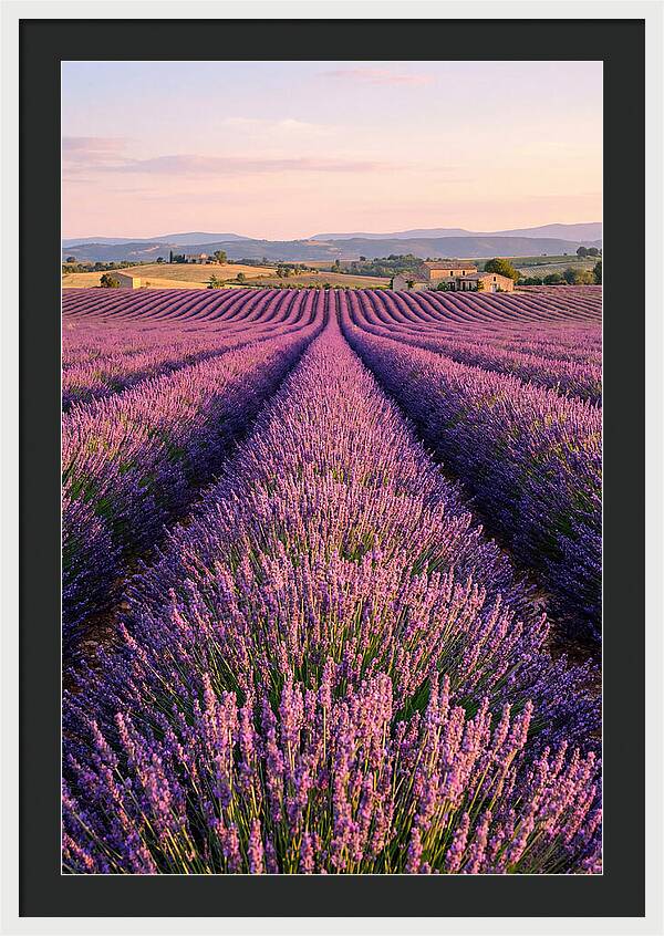 Morning Serenity In Lavender Fields